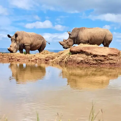 Safari and Conservation Safari and Conservation